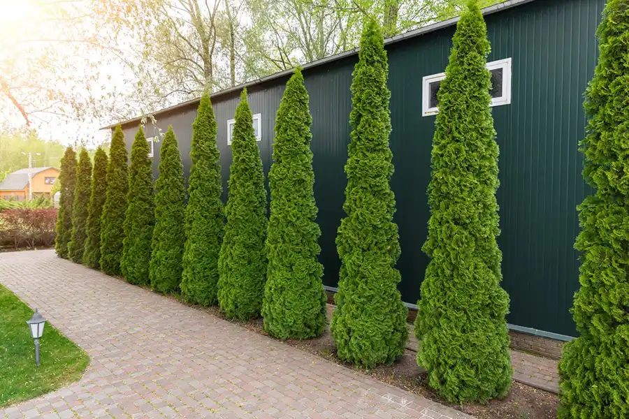landscaping landscaping