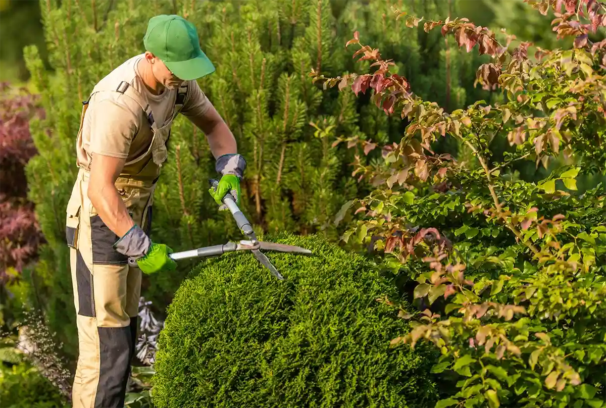 Professional Landscaping Services